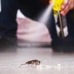 Why Cockroaches Love Abu Dhabi Homes and What Actually Keeps Them Away