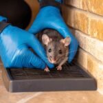 Think You Have Rats in Your Abu Dhabi Home? Here Are the First Signs to Look For